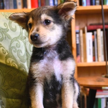 Собаки в добрые руки - Ринго - 1