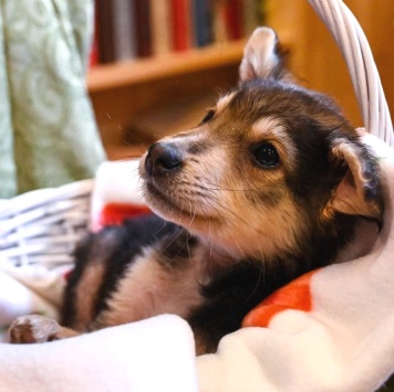 Собаки в добрые руки - Ринго - 2