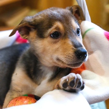 Собаки в добрые руки - Джули