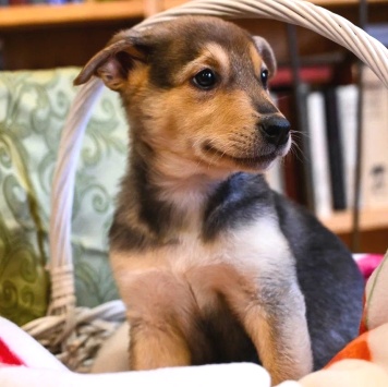 Собаки в добрые руки - Джули - 2