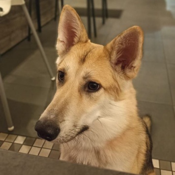 Собаки в добрые руки - Лис