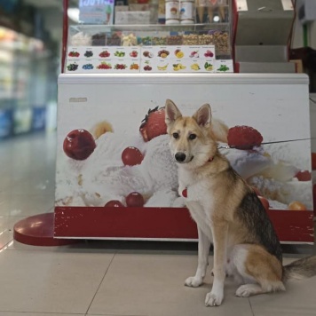 Собаки в добрые руки - Лис - 2