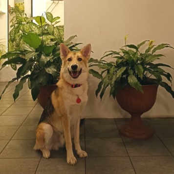 Собаки в добрые руки - Лис - 3