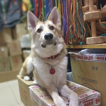 Собаки в добрые руки - Лис - 4