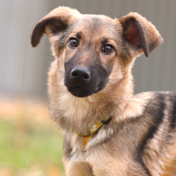 Ассоль - Собаки в добрые руки