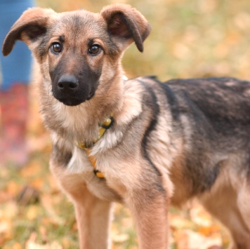 Собаки в добрые руки - Ассоль - 1