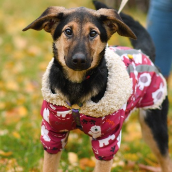 Лекси - Собаки в добрые руки