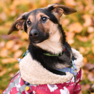 Собаки в добрые руки - Лекси - 1