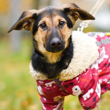 Собаки в добрые руки - Лекси - 2