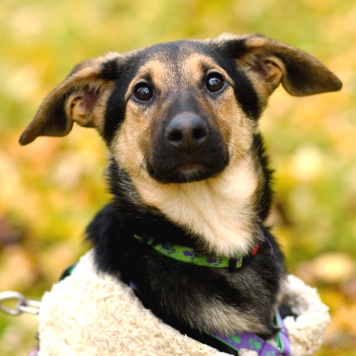 Собаки в добрые руки - Лекси - 3