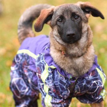 Собаки в добрые руки - Баффи