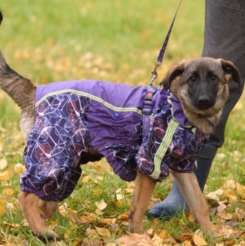 Собаки в добрые руки - Баффи - 1