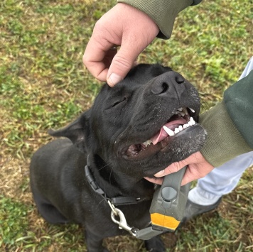 Собаки в добрые руки - Рони - 1