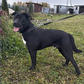 Собаки в добрые руки - Рони - 2