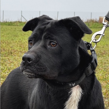 Собаки в добрые руки - Рони - 4