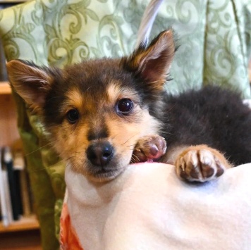 Ринго - Собаки в добрые руки