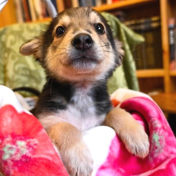 Собаки в добрые руки - Ринго - 1