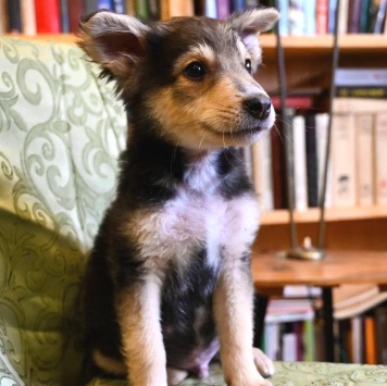 Собаки в добрые руки - Ринго - 2