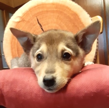 Джули - Собаки в добрые руки