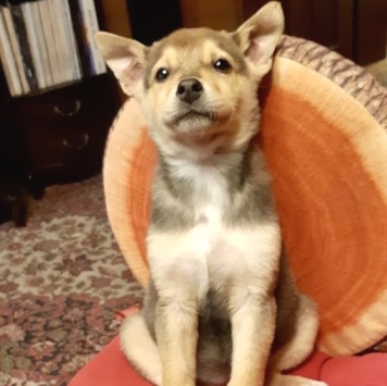 Собаки в добрые руки - Джули - 1