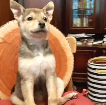 Собаки в добрые руки - Джули - 2