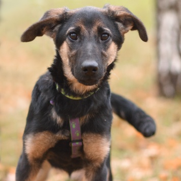 Собаки в добрые руки - Дейзи