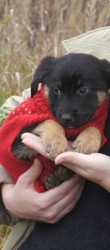 Собаки в добрые руки - Овчарики - 1