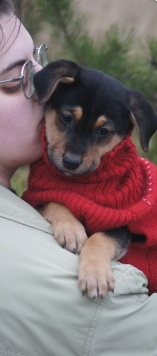 Собаки в добрые руки - Овчарики - 2