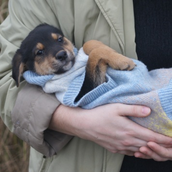 Собаки в добрые руки - Овчарики - 3