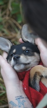 Собаки в добрые руки - Овчарики - 4