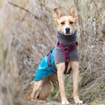 Собаки в добрые руки - лили