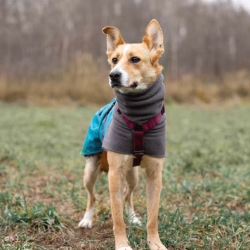 Собаки в добрые руки - лили - 1