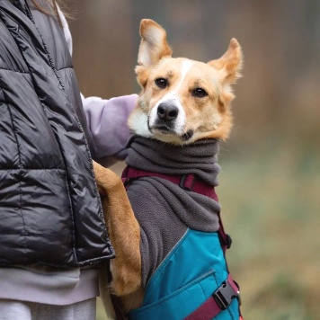 Собаки в добрые руки - лили - 2