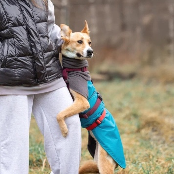 Собаки в добрые руки - лили - 3