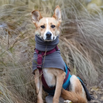 Собаки в добрые руки - лили - 4