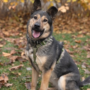 Собаки в добрые руки - Джекки