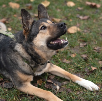 Собаки в добрые руки - Джекки - 1