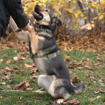 Собаки в добрые руки - Джекки - 2