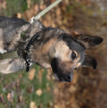 Собаки в добрые руки - Джекки - 3