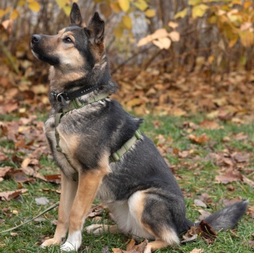 Собаки в добрые руки - Джекки - 4