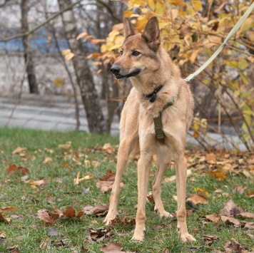 Собаки в добрые руки - Рамси