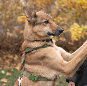 Собаки в добрые руки - Рамси - 1
