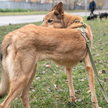 Собаки в добрые руки - Рамси - 2