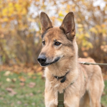 Собаки в добрые руки - Рамси - 3
