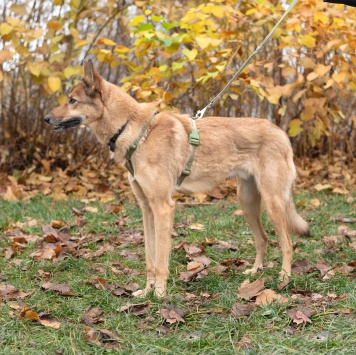 Собаки в добрые руки - Рамси - 4