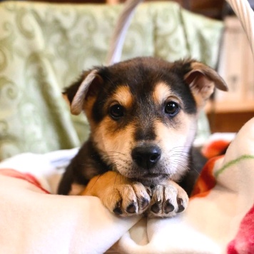 Брут - Собаки в добрые руки