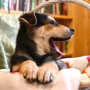 Собаки в добрые руки - Брут - 1