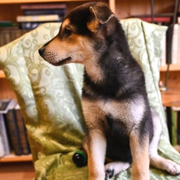 Собаки в добрые руки - Брут - 2