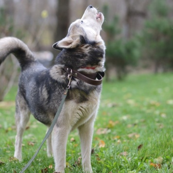 Собаки в добрые руки - Акира - 2