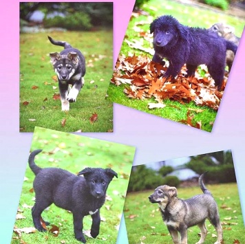 Собаки в добрые руки - Щенки